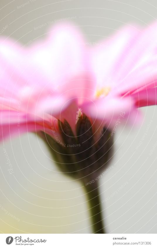 Flower, flower on the wall... Gerbera Pink Pastel tone Blur Delicate Blossom leave Close-up Calm Still Life Wall (building) Nature Beautiful Flower single