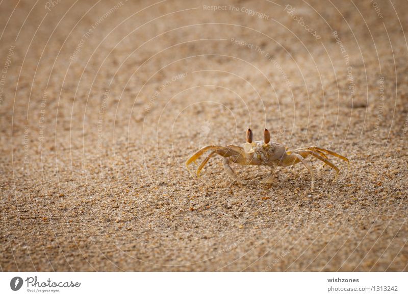 Crab on the Beach Seafood Shrimp Animal Sand Coast Ocean 1 Going Maritime Speed Yellow Gold Watchfulness Curiosity Colour photo Exterior shot Close-up Detail