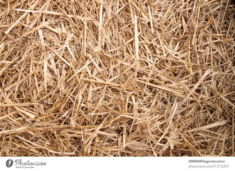 straw Grain Agriculture Forestry Nature Field Dry Yellow Straw Background picture structure Heap Stack bedding golden August thrashed out Thresh Ground Farm