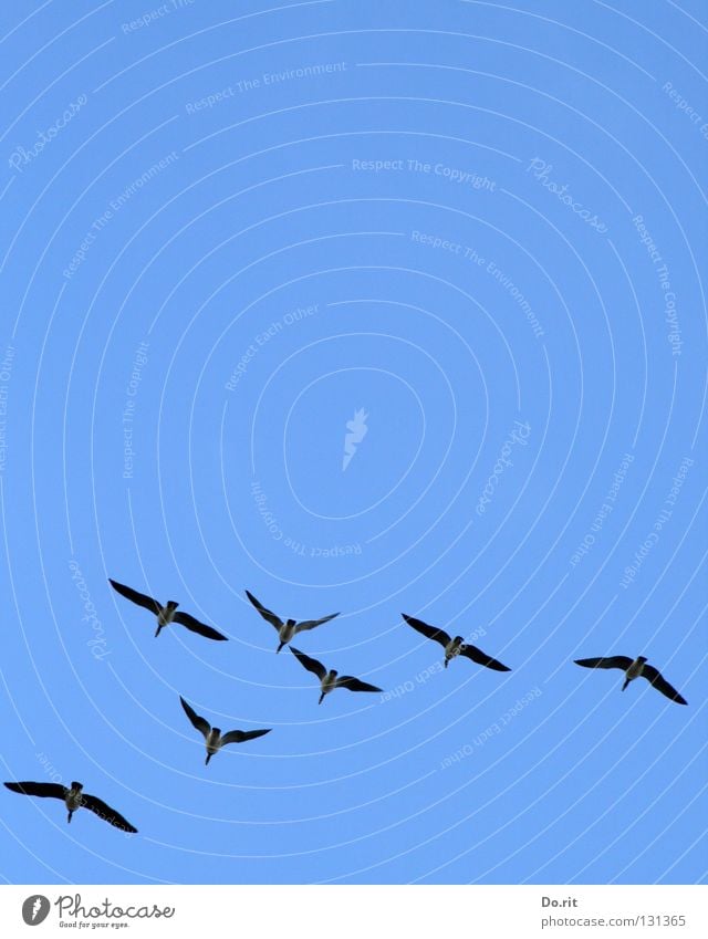 straight ahead Canadian goose Goose Bird Blue sky Together Society Formation Joy Communicate Flying fly Aviation Freedom Far-off places Multiple Wing