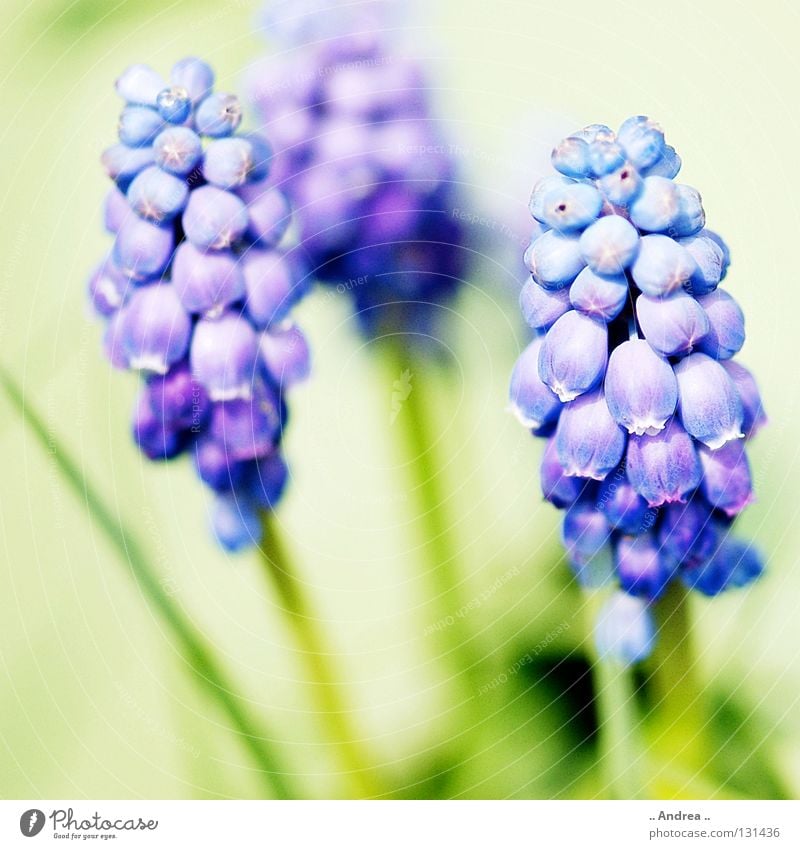 herald of spring Sun Plant Sky Spring Flower Blossom Blossoming Fragrance Illuminate Happiness Blue Green Violet White Perspective Muscari Sky blue Bell