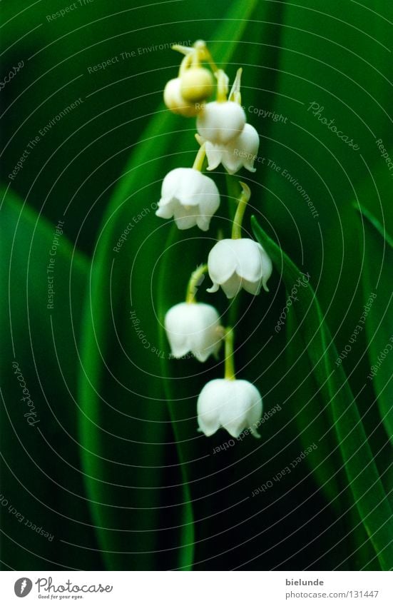 lily of the valley Lily of the valley Plant Green Flower Meadow Fresh Nature Part Earth