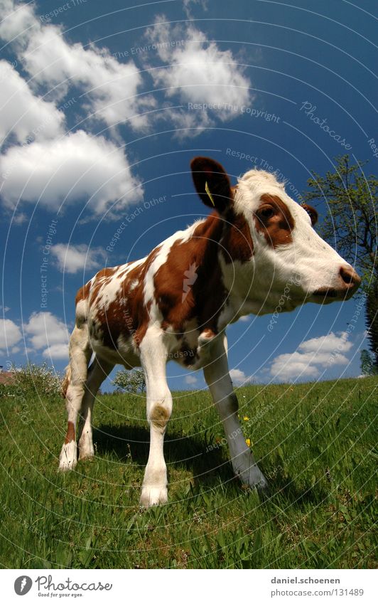 wide-angle calf Calf Cow Wide angle Agriculture Animal Meadow Summer Spring Green Cyan Vacation & Travel Black Forest Environment Habitat Ecological Clouds