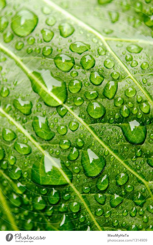 Water drops Nature Plant Elements Drops of water Clouds Autumn Climate change Bad weather Fog Rain Grass Leaf Foliage plant Wild plant Garden Park Field Forest
