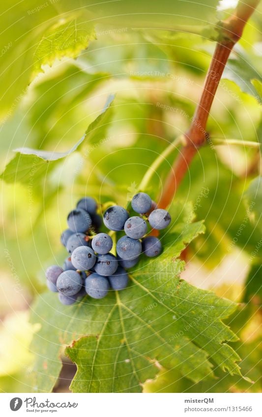 Precocious. Art Esthetic Vine Vineyard Wine growing Bunch of grapes Grape harvest Vine leaf Winery Delicious Fruit Berries Blue Green Colour photo