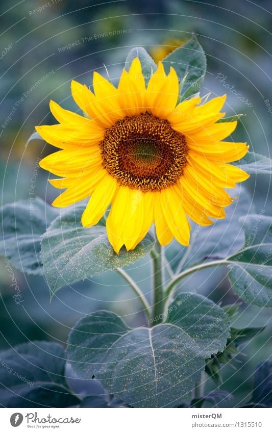 Morning Sun II Environment Nature Esthetic Sunflower Sunflower seed Sunflower field Sunflower oil Plant Agriculture Yellow Colour photo Subdued colour