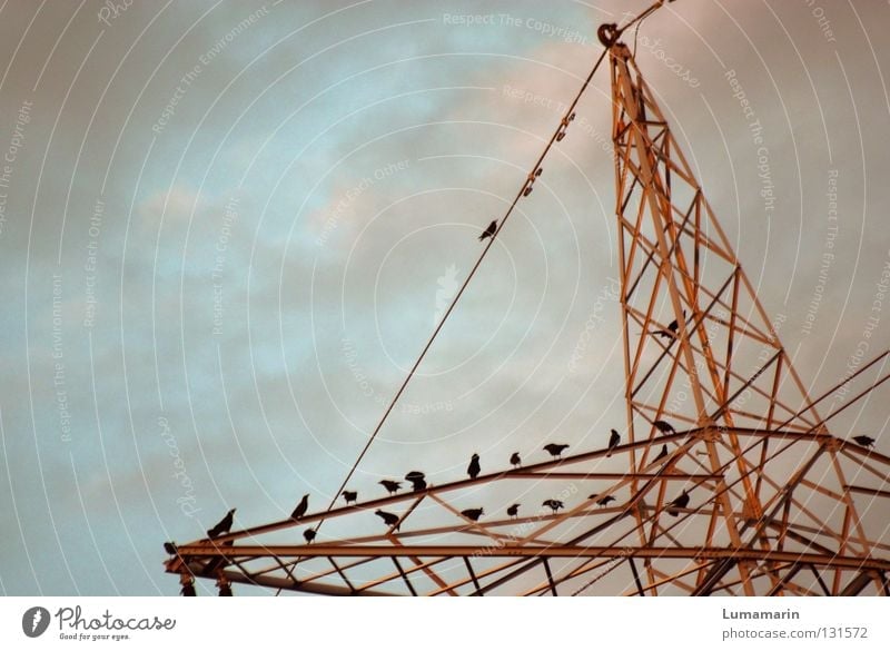 energy consulting Electricity Clouds Electricity pylon Construction Transmission lines Bird Crow Energy crisis Future Assembly Industry Sky Energy industry