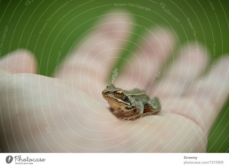 Unkissed Nature Animal Summer Meadow Wild animal Frog 1 Observe Sit Wait Small Self Control Smoothness Hand Palm of the hand Colour photo Exterior shot Detail