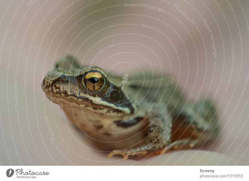 golden eye Animal Meadow Wild animal Frog 1 Observe Sit Small Wet Happy Self Control Curiosity Nature Eyes Smoothness Colour photo Exterior shot