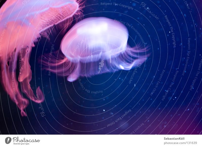 higher qualification Jellyfish Sealife Tentacle Thread Transparent Pink Ocean Fish Water medusa Blue