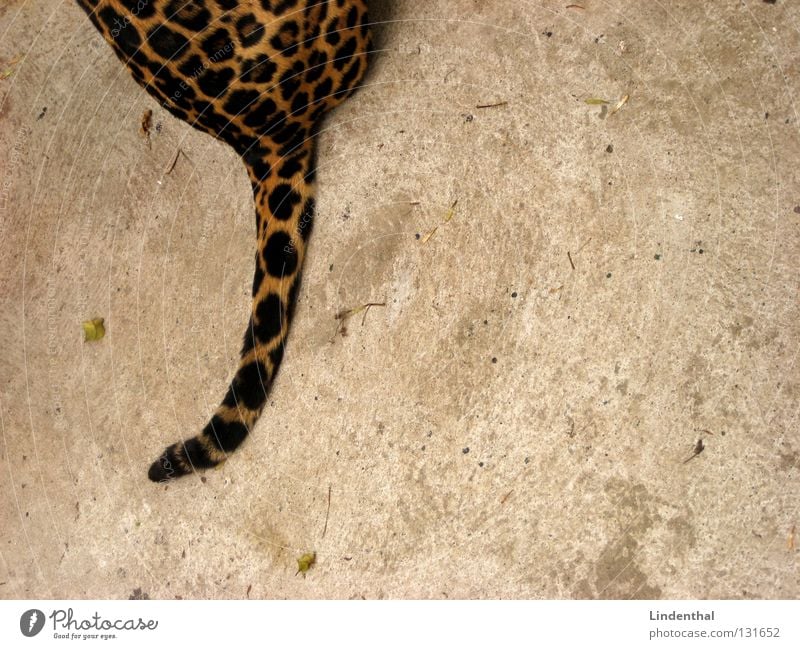 wildcat tail Pelt Cat Pattern Tails Animal Mammal Sit Hind quarters Copy Space right Partially visible Section of image Ocelot