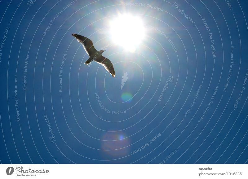 Free like a bird Animal Bird Wing 1 Movement Discover Flying Illuminate Vacation & Travel Simple Glittering Infinity Maritime Natural Above Positive Cliche Blue