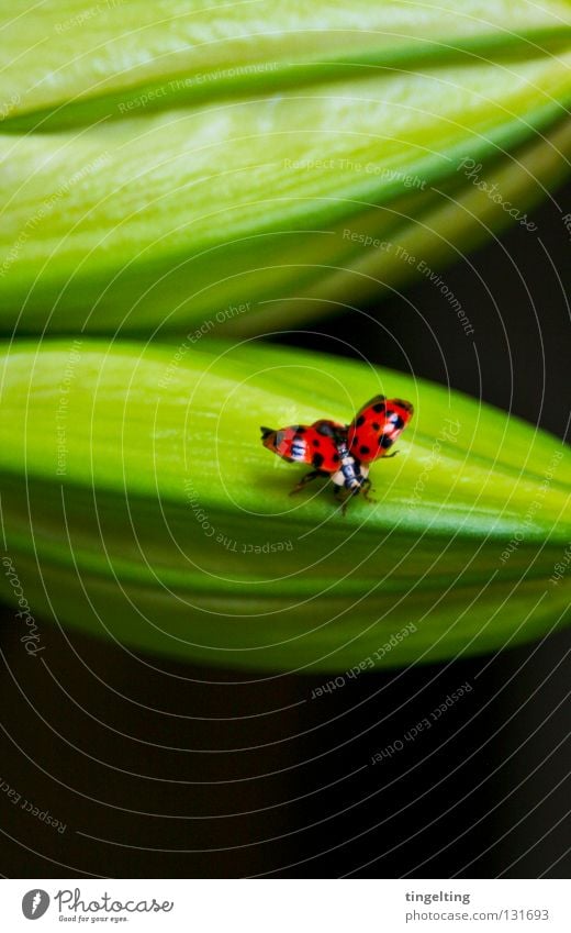 departure Ladybird Red Black Dappled Spotted Flying Wing Green Plant Small Insect Spring Beetle lie flat Bud
