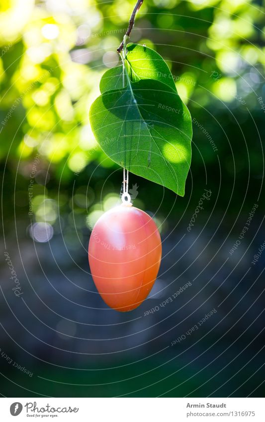 Easter egg in a tree Style Design Nature Spring Summer Beautiful weather Tree Leaf Garden Park Hang Simple Happiness Glittering Wet Moody Plastic Orange Search