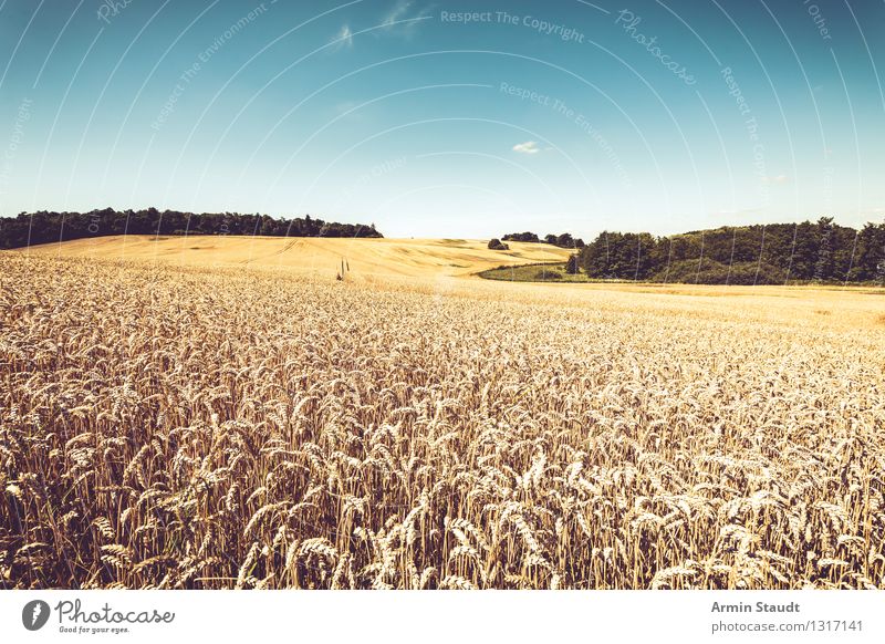 grain and such Food Grain Eating Luxury Healthy Eating Far-off places Summer Environment Landscape Cloudless sky Horizon Beautiful weather Plant