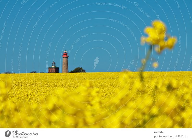 Rapeseed and lighthouses Summer Agriculture Forestry Nature Landscape Cloudless sky Field Lighthouse Tourist Attraction Landmark Blue Yellow Vacation & Travel