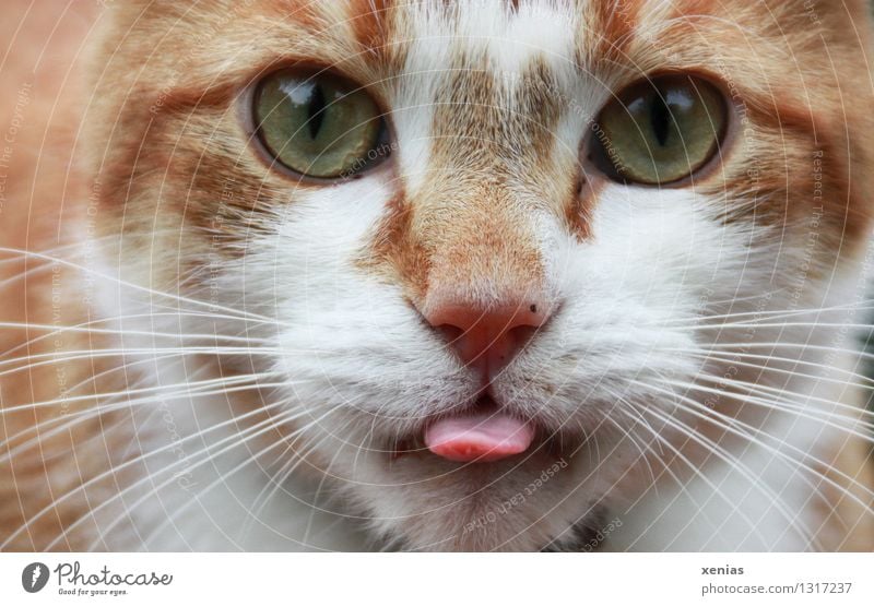 Portrait of a reddish cat with green eyes and outstretched tongue Cat Tongue Animal face Red-haired Pet Pelt Domestic cat Cat eyes Whisker Green Pink Looking
