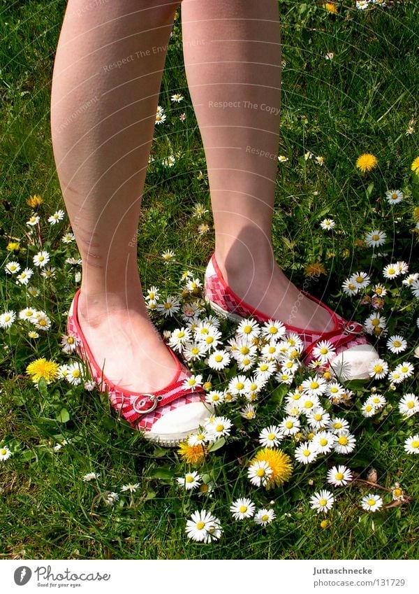 Carpet made by nature Footwear Red Green Daisy Dandelion Meadow Beautiful Beautiful weather Flower Carpet of flowers Flower power Hippie Stand Going Calf Firm