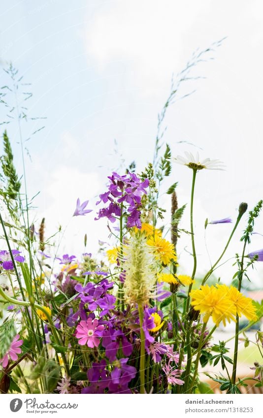 summer in sight Nature Plant Summer Flower Grass Leaf Blossom Fragrance Bright Multicoloured Yellow Green Violet Pink Ease Colour photo Deserted Copy Space top