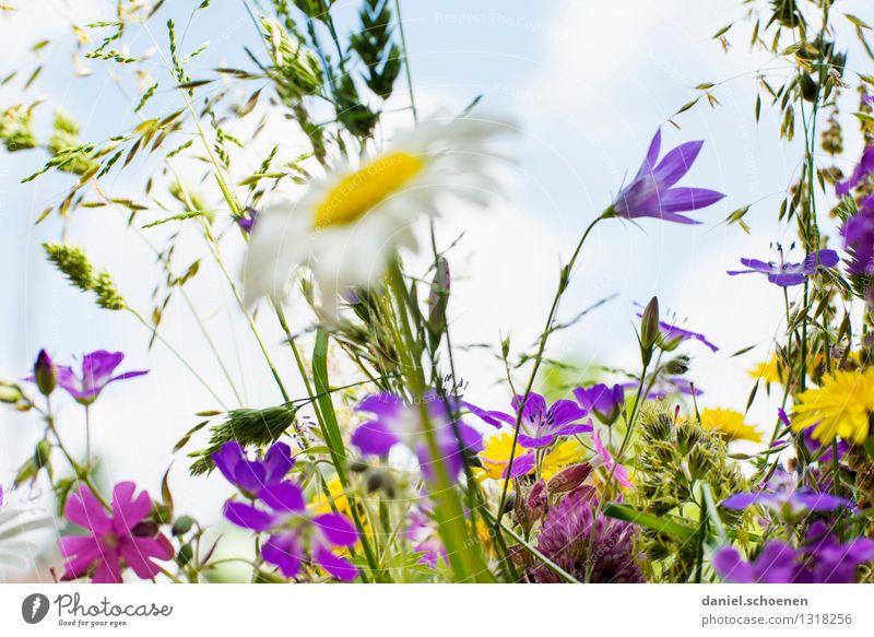 Summer! Plant Leaf Blossom Meadow Fresh Blue Yellow Green Violet Multicoloured Close-up Deserted High-key