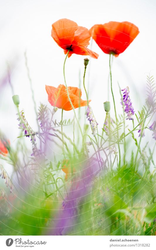 I also have a poppy day picture Nature Plant Summer Flower Grass Meadow Bright Green Red White Colour photo Exterior shot Detail Deserted Light High-key