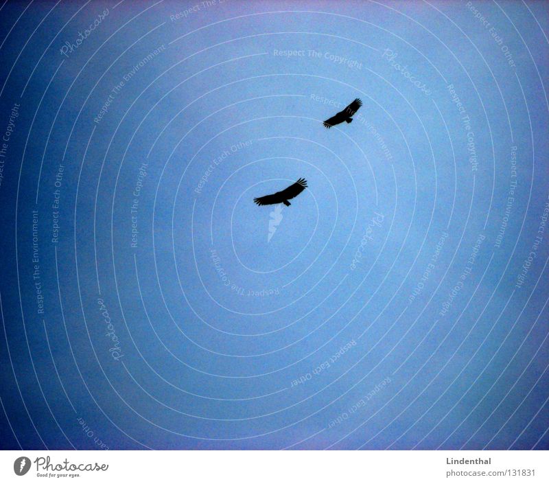 white-tailed eagle Eagle Bird Bird of prey 2 In pairs Pair of animals Floating Flying Flight of the birds Air Isolated Image Silhouette Bright background