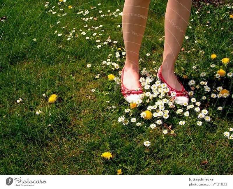 the red shoes Footwear Red Green Daisy Dandelion Meadow Beautiful Beautiful weather Flower Carpet of flowers Flower power Hippie Stand Going Calf Firm Joy