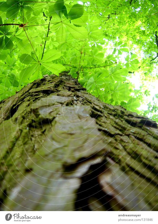 greentree Tree Leaf Trust Nature Perspective Contrast Upward Close