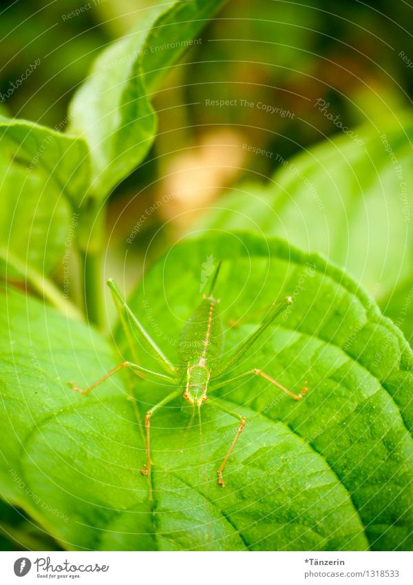 perfectly camouflaged II Environment Nature Animal Summer Plant Leaf Wild animal Locust 1 Natural Green Colour photo Deserted Day Deep depth of field