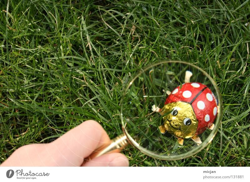 A Good Place For Ladybird Candy Enlarged Magnifying glass Search Easter Easter egg Grass Sherlock Holmes Tracks Spring Summer Insect Aluminium Metal foil