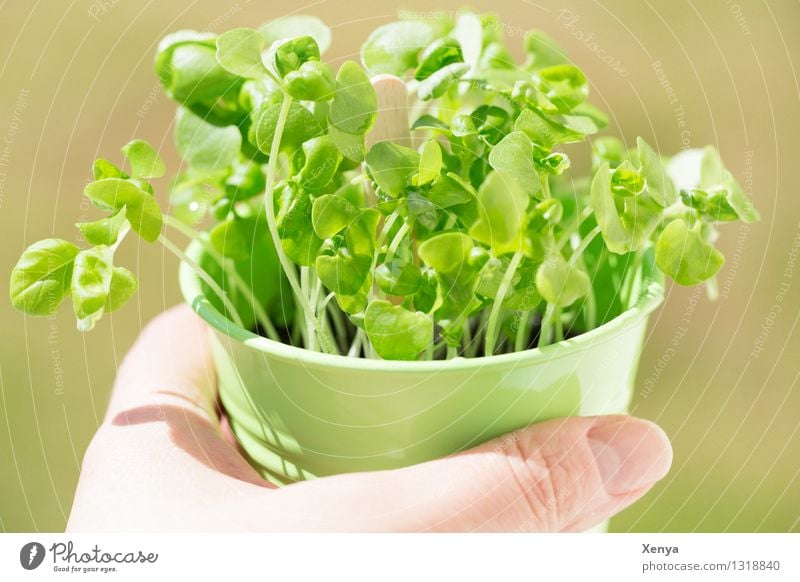 basil Lettuce Salad Herbs and spices Growth green Spring fever Flowerpot Basil Basil leaf spring Fresh Self-made Deserted Day Light Plant Colour photo Nutrition