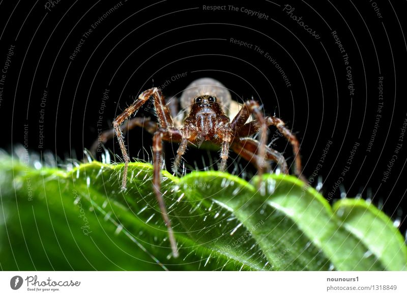 spider macro Animal Leaf Spider 1 Creepy arachnophobia Observe eight-legged Close-up Spider's web Spider legs Araneae pilous Prey Colour photo Exterior shot