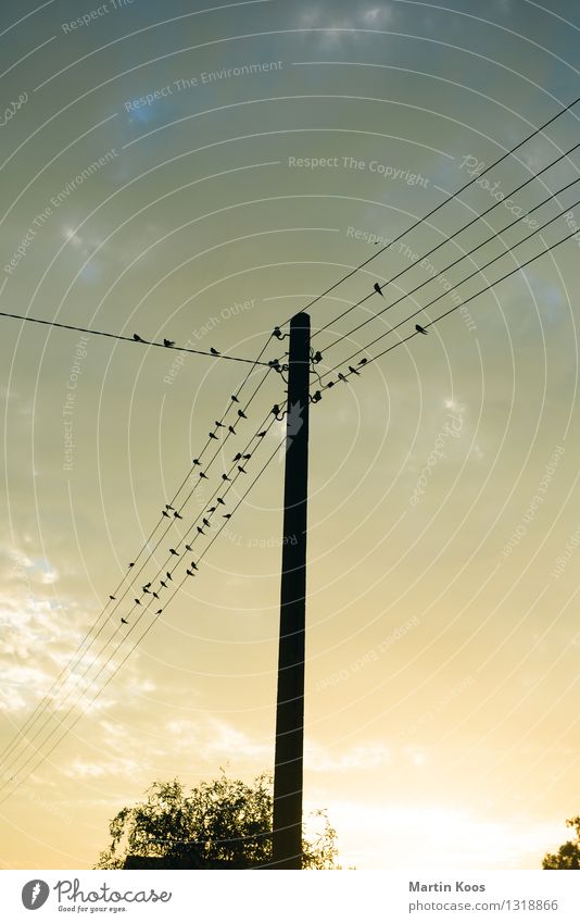 Good morning, net community! Telecommunications Electricity pylon Telegraph pole Air Sky Sun Sunrise Sunset Bird Flock Relaxation Hang Communicate Network