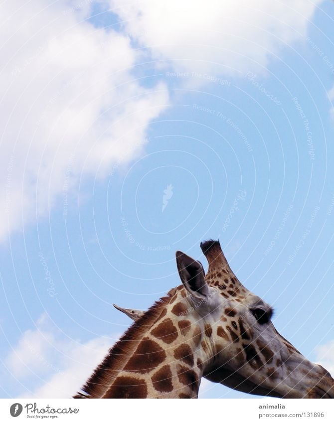 Big B Animal Africa Bull Zoo Enclosure Clouds Giraffe Tall Sky the lovely
