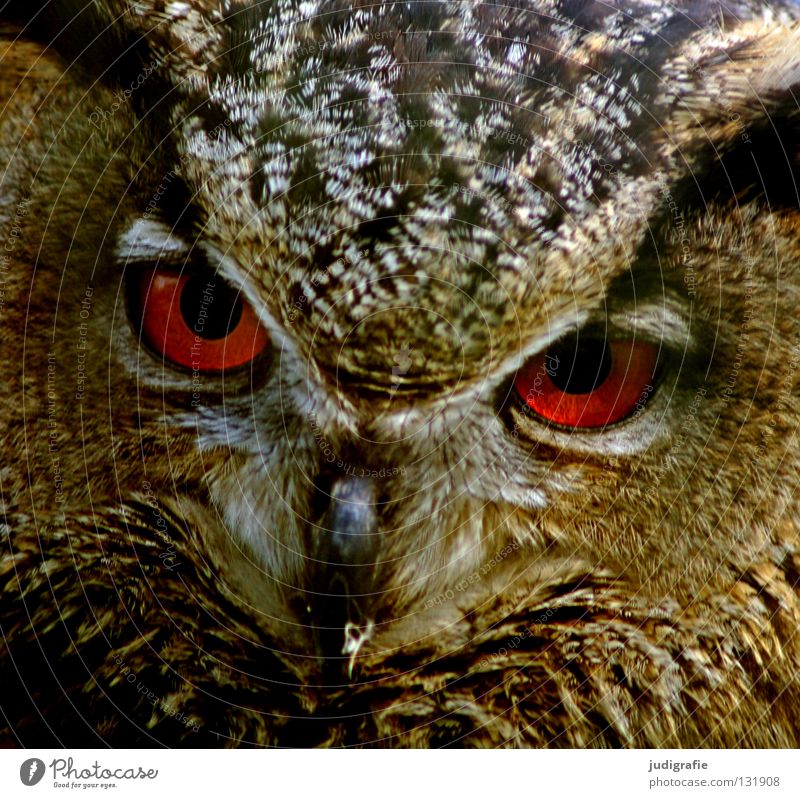 robber Owl birds Eagle owl Bird Bird of prey Beak Feather Ornithology Animal Beautiful Environment Red Wisdom Smart Colour Pride Looking Life Nature Eyes