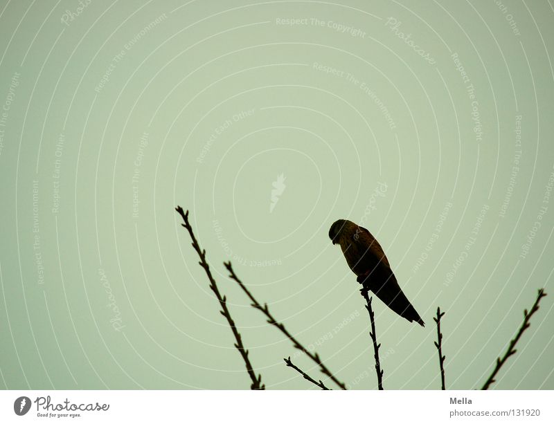 Falcon Spring II Environment Nature Animal Tree Treetop Twigs and branches Bird Kestrel 1 Crouch Sit Dark Tall Natural Point Gray Dreary Colour photo