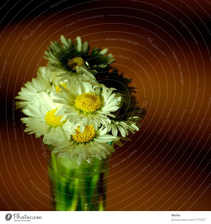 Light and shadow Flower Daisy Bouquet Joy Souvenir White Yellow Mother's Day Vase Spring Sprout Growth Picked Plant Ecological Environment