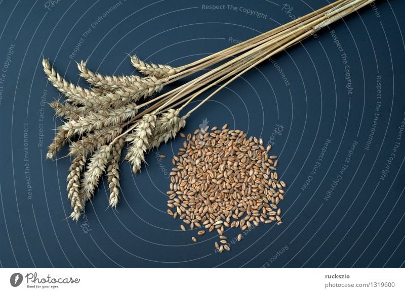 wheat ears Grain Medication Nature Plant Field Free Brown Black Wheat ear Wheat grain triticum aestivum grain grains cereal grain type of grain Ear of corn
