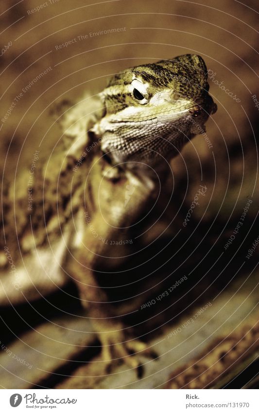 Louis XIV. Saurians Gecko Claw Sublime Serene Molt Reptiles Animal Undergrowth Speed Brave Curiosity Blur Road adherence Zoo Pet shop Terrarium Erfurt
