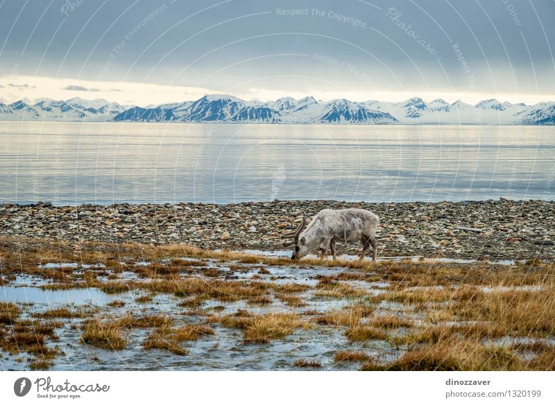 Reindeer in arctic Eating Summer Ocean Snow Mountain Man Adults Nature Landscape Animal Grass Forest Fur coat Wet Natural Wild Brown White The Arctic