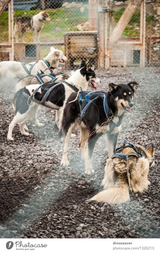 Sledding dogs Beautiful Work and employment Nature Animal Hut Pet Dog Wild Spitzbergen The Arctic Cage Norway Action Shelter Husky kennel doghouse harness colar