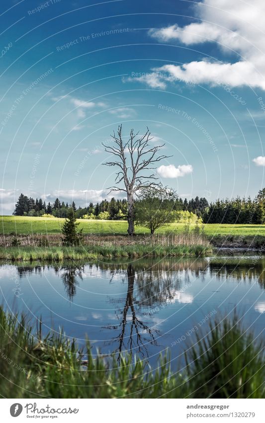collateral beauty Environment Nature Landscape Water Sky Clouds Spring Summer Climate Weather Beautiful weather Tree Grass Forest Bog Marsh Pond Lake powerling