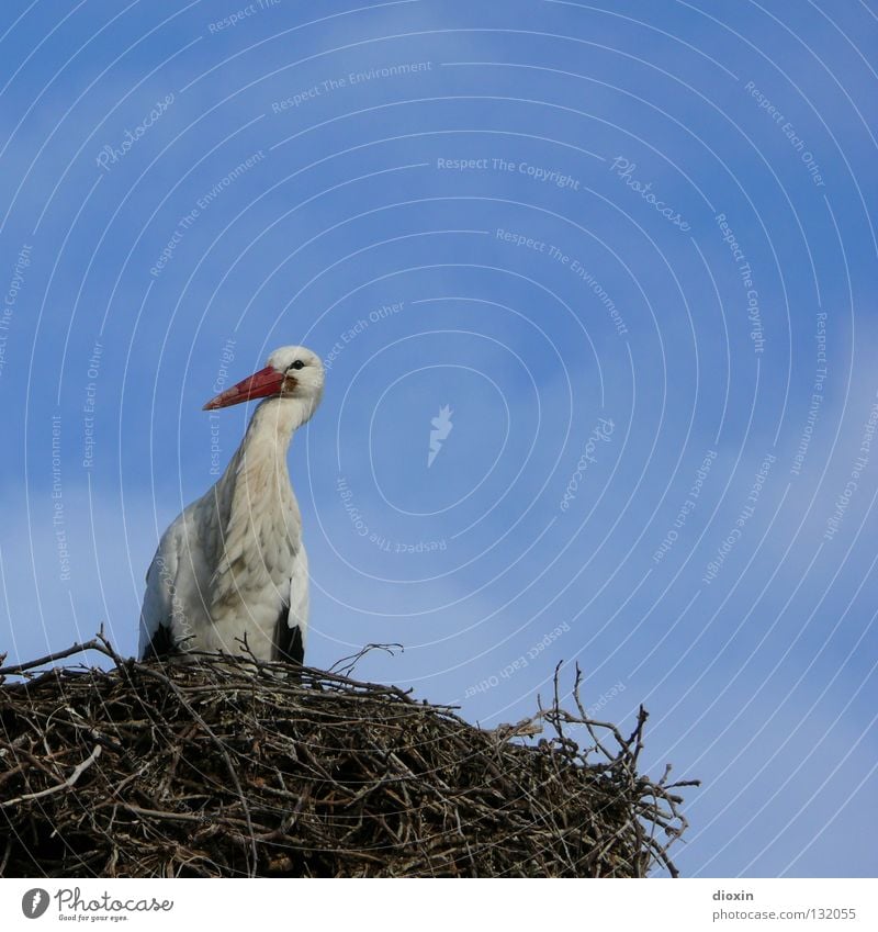 baby-delivery-service-central-store #2 Stork White Stork Stride bird Migratory bird Beak Clouds Bird Offspring Nest Bushes Love and security Birth