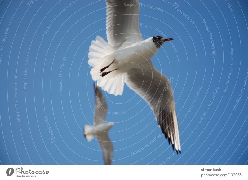 Seagull Jonathan Bird Summer Peace Blue Flying Sky Wing Beautiful weather seabird galway