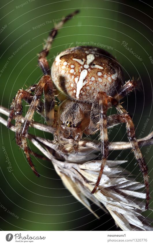 Cross spider on corn sewer Animal Agricultural crop Spider Animal face 1 Observe Sit Creepy Thorny Dry Brown Disgust eight-legged pilous Insect Colour photo