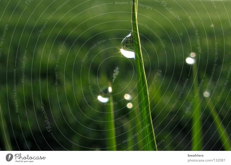 morning dew Drops of water Grass Blade of grass Meadow Green Morning Wet Reflection Water Dew