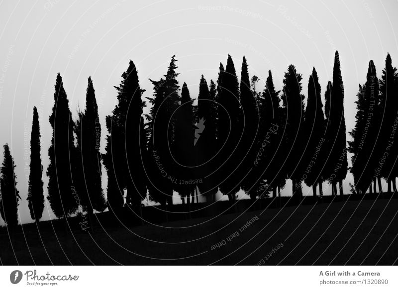 Tuscany - Silhouette Environment Nature Landscape Plant Sky Cloudless sky Tree Arrangement Row of trees Characteristic Narrow Agreed Black & white photo