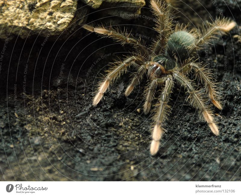 Emanuella's Freigang Terrarium Earth Spider legs Monster theraphosa Bird-eating spider giant bird-eating spider Close-up Full-length Crawl