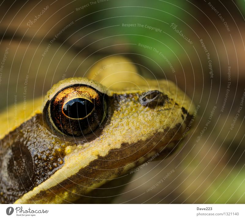 monitored Skin Face Contentment Animal Pond Wild animal Frog Animal face 1 Observe Relaxation Kissing Looking Dream Disgust Cold Wet Slimy Brown Yellow Green