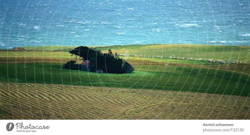 New Zealand crosswind Sheep Abstract Background picture Meadow Ocean Coast Waves Rough Wind House (Residential Structure) Safety (feeling of) Pattern